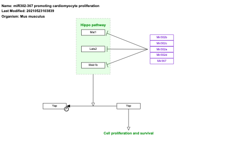 miR302-367 promoting cardiomyocyte proliferation