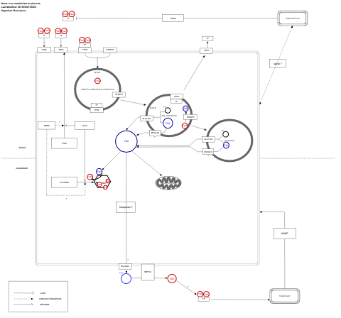 Iron metabolism in placenta