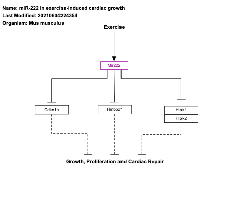 miR-222 in exercise-induced cardiac growth