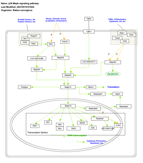 p38 Mapk signaling pathway