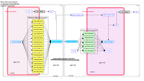 Polar auxin transport