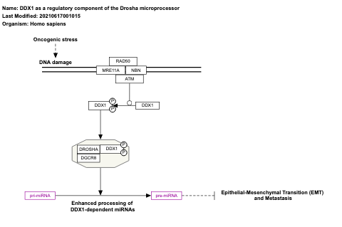 DDX1 as a regulatory component of the Drosha microprocessor