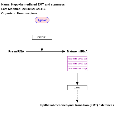 Hypoxia-mediated EMT and stemness