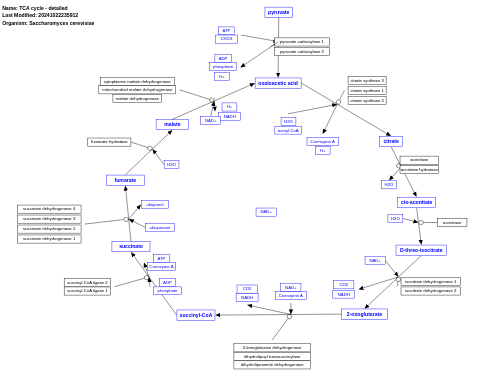 TCA cycle - detailed