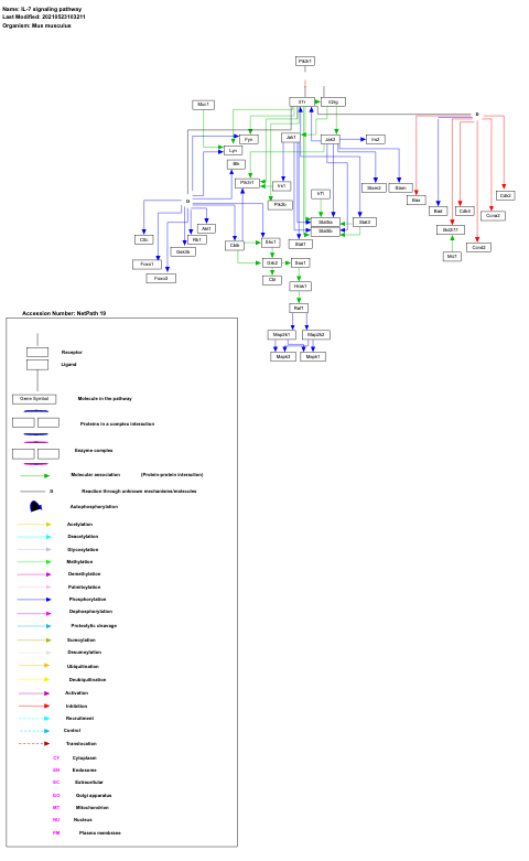 IL-7 signaling pathway