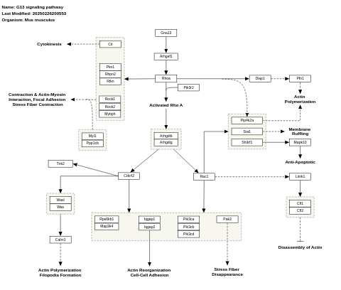 G13 signaling pathway