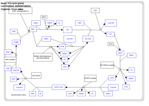 TCA cycle (plant)