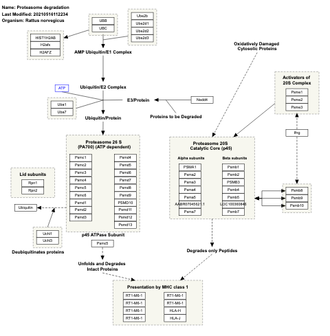 Proteasome degradation