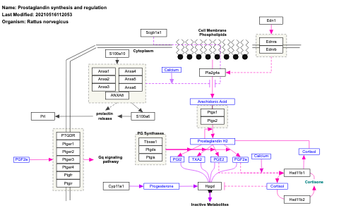 Prostaglandin synthesis and regulation