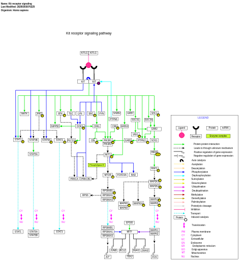 Kit receptor signaling pathway