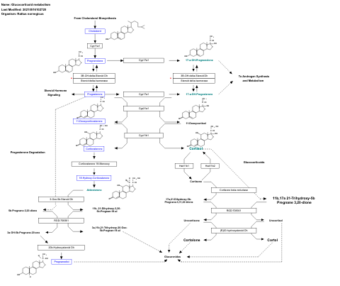 Glucocorticoid metabolism