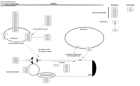 Translation factors