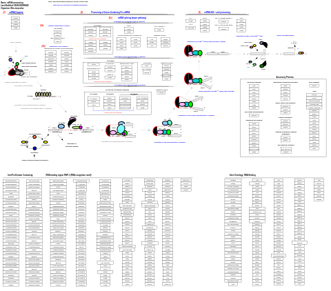 mRNA processing