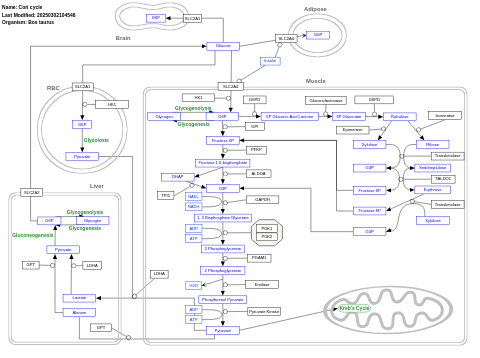 Cori cycle