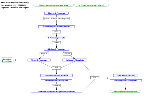 Pentose phosphate pathway