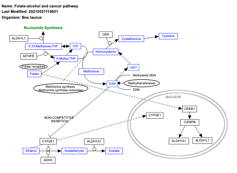 Folate-alcohol and cancer pathway