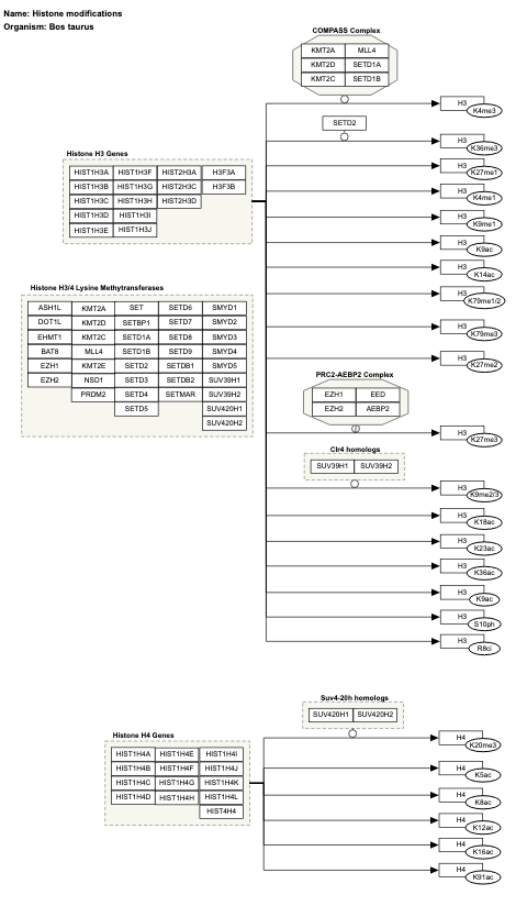 Histone modifications