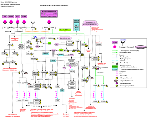 AGE/RAGE pathway