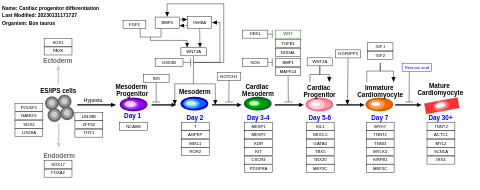 Cardiac progenitor differentiation