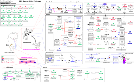 SIDS susceptibility pathways