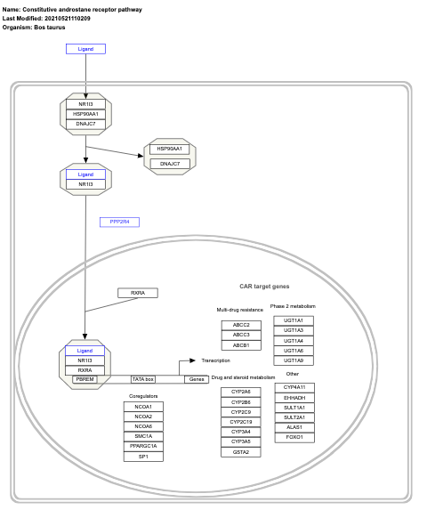 Constitutive androstane receptor pathway