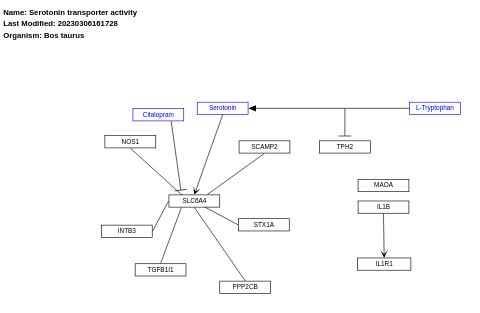 Serotonin transporter activity