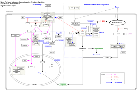 Fas ligand pathway and stress induction of heat shock proteins