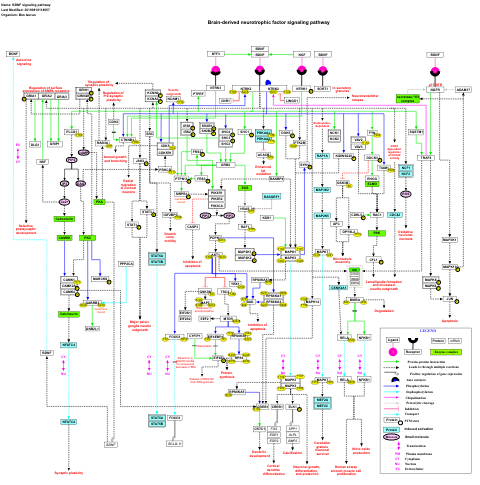 BDNF signaling pathway