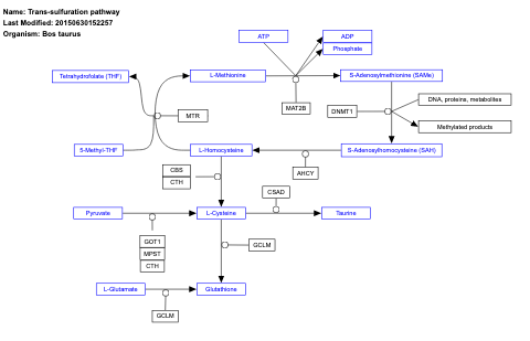 Trans-sulfuration pathway