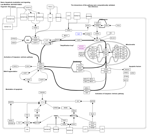 Apoptosis modulation and signaling