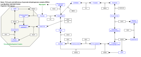 TCA cycle and deficiency of pyruvate dehydrogenase complex (PDHc)