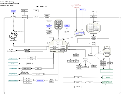 AMPK signaling