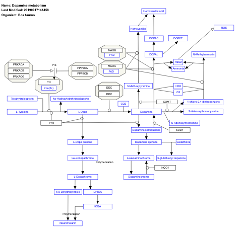 Dopamine metabolism