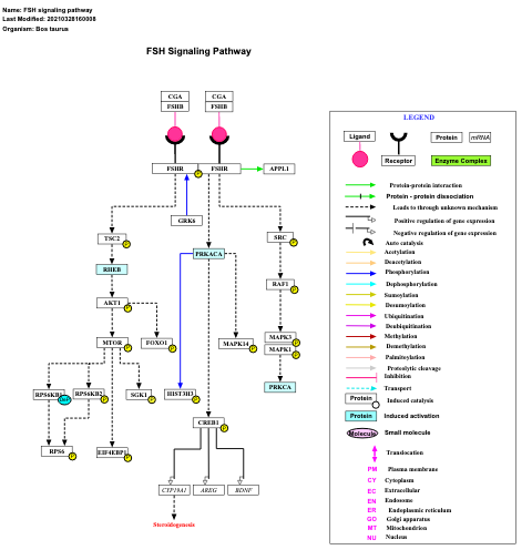 FSH signaling pathway