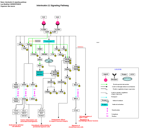 Interleukin-11 signaling pathway