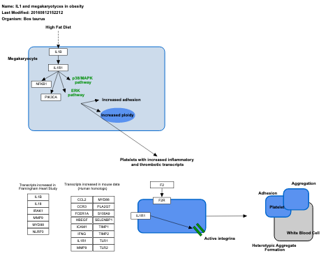IL1 and megakaryotyces in obesity