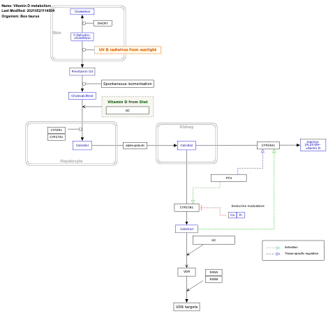 Vitamin D metabolism