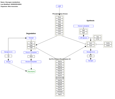 Glycogen metabolism