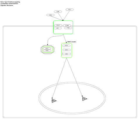 Type III interferon signaling