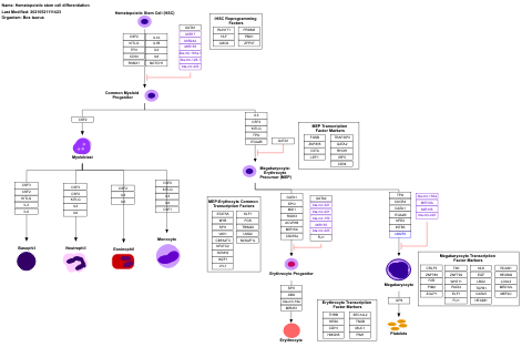 Hematopoietic stem cell differentiation