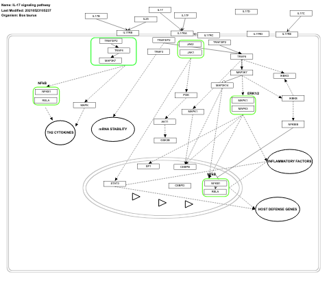 IL-17 signaling pathway