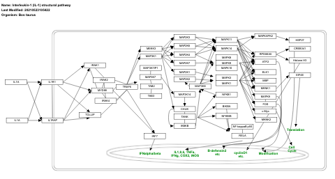 Interleukin-1 (IL-1) structural pathway