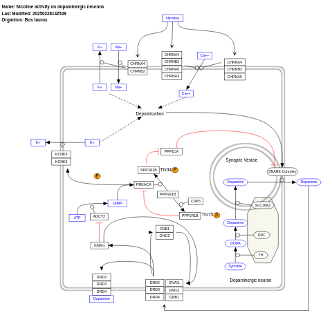 Nicotine activity on dopaminergic neurons