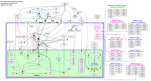 Mesodermal commitment pathway