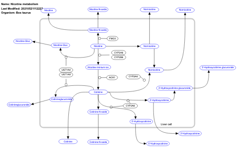 Nicotine metabolism