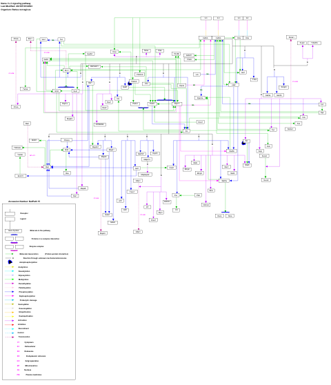 IL-3 signaling pathway