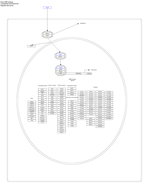 NRF2 pathway