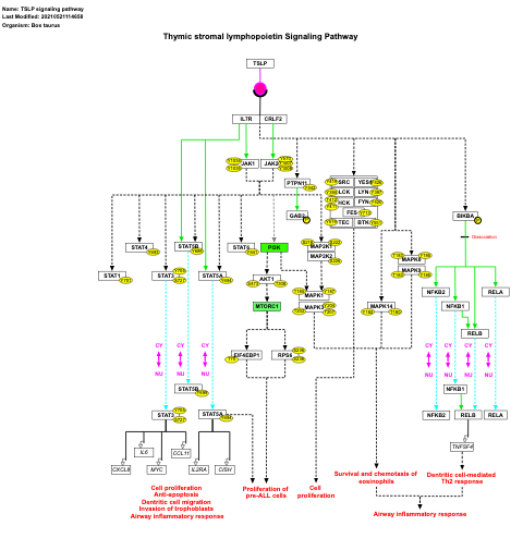 TSLP signaling pathway