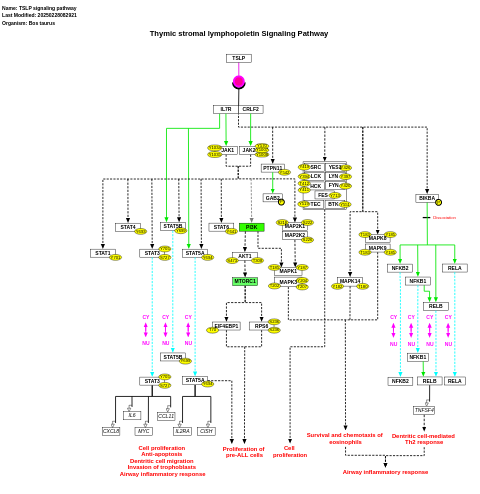 TSLP signaling pathway