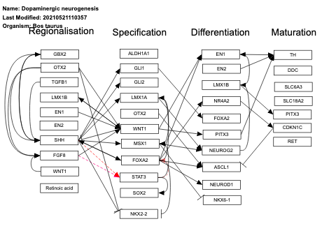 Dopaminergic neurogenesis